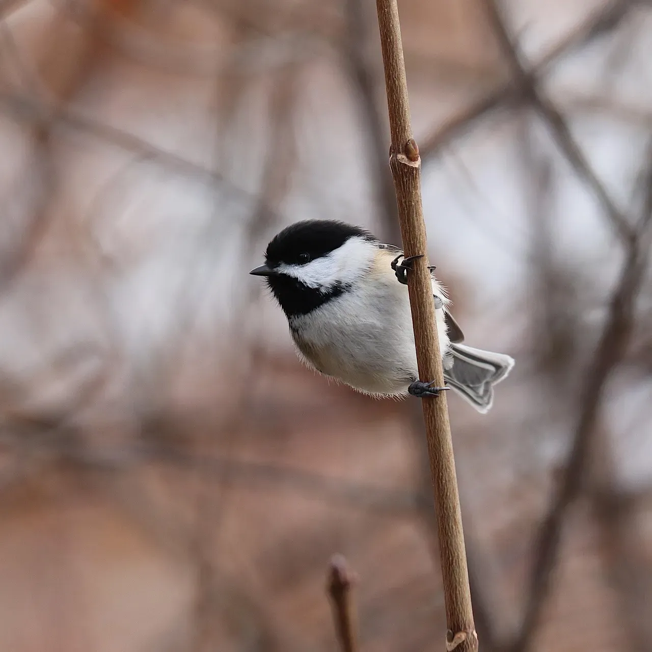 5. They Eavesdrop on Other Species to Stay One Step Ahead (Image Credits: Pixabay)