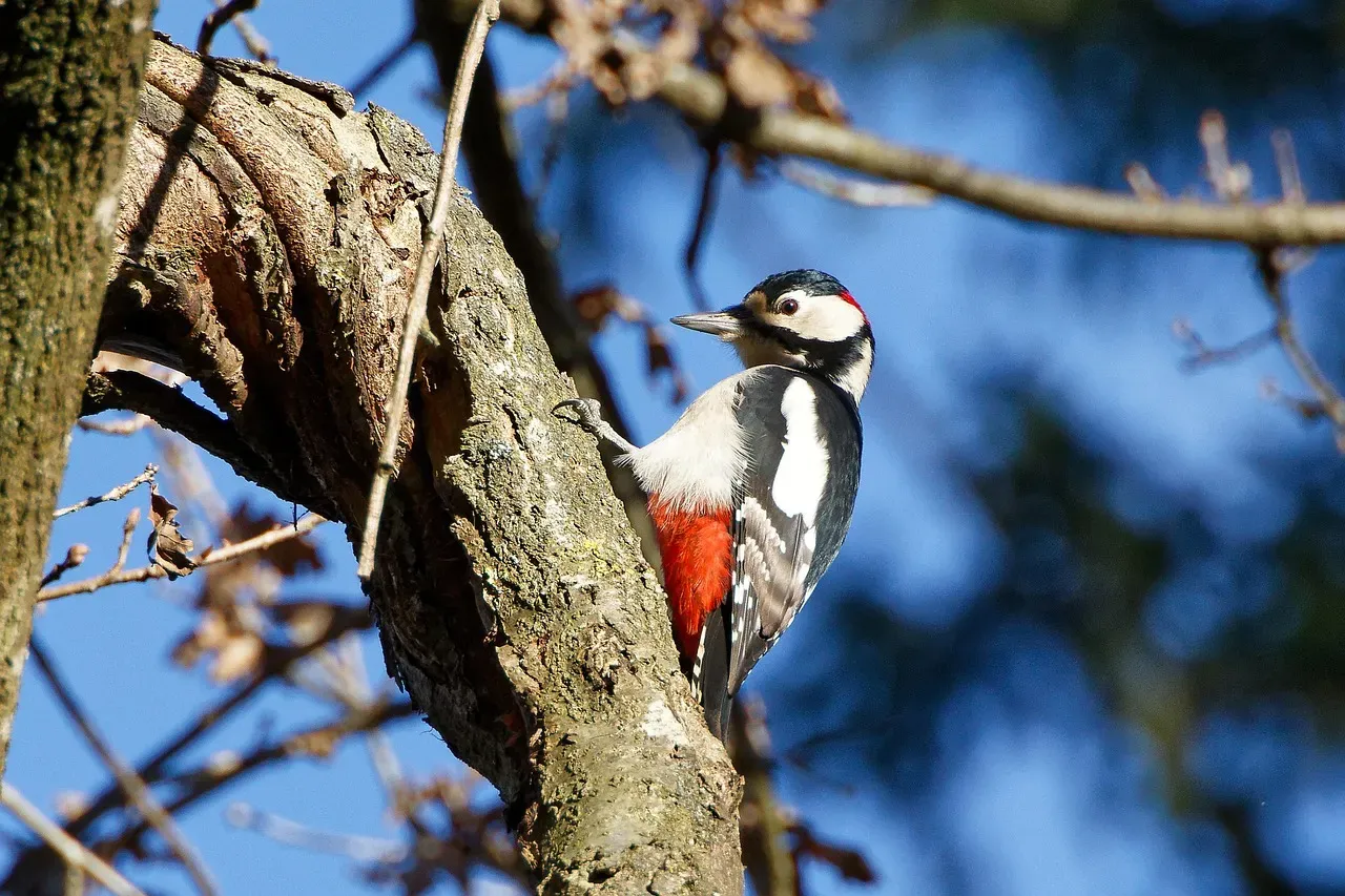 Why Biologists Call Woodpeckers “Keystone” Species (Image Credits: Pixabay)