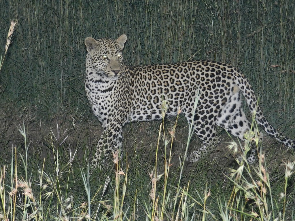 Scorpio Moon: The Leopard (Image Credits: Flickr)