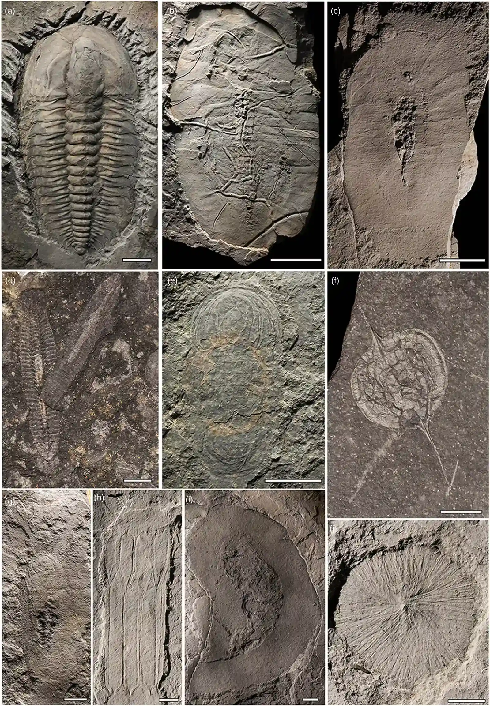 #22 - Sirius Passet (Greenland): Cambrian Complexity in the Wrong Place Entirely (By David A. T. Harper, Emma U. Hammarlund, Timothy P. Topper, Arne T. Nielsen, Jan A. Rasmussen, Tae-Yoon S. Park and M. Paul Smith, CC BY 4.0)