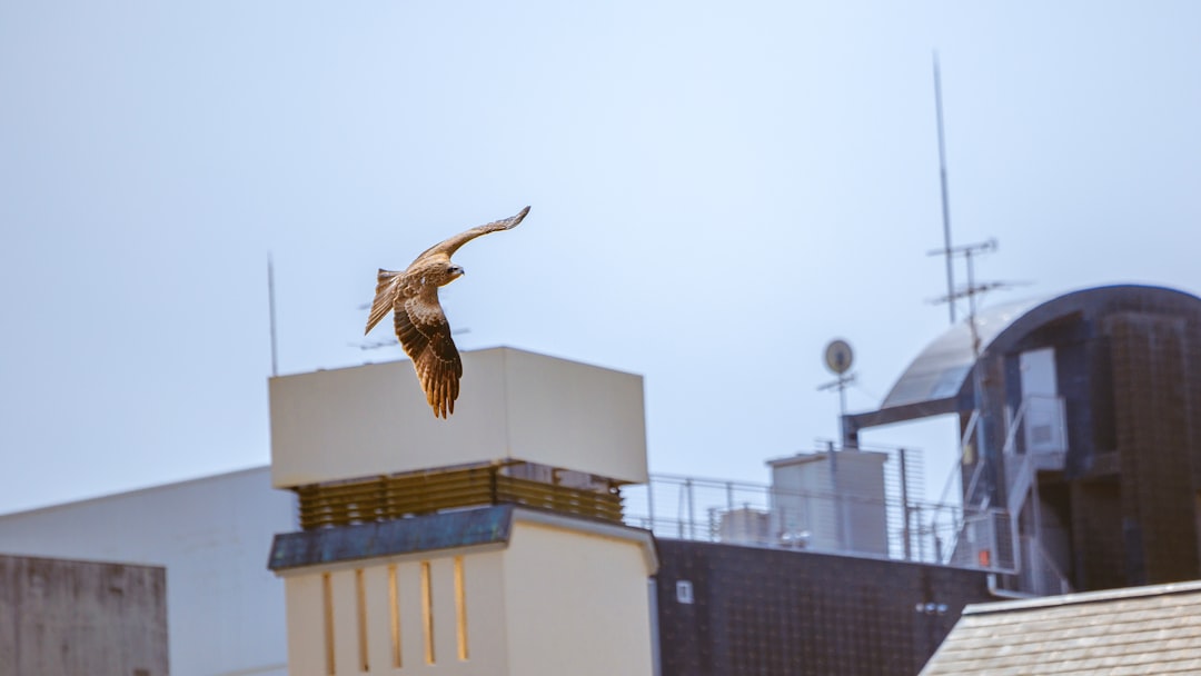 The Prey-Rich City (Image Credits: Unsplash)