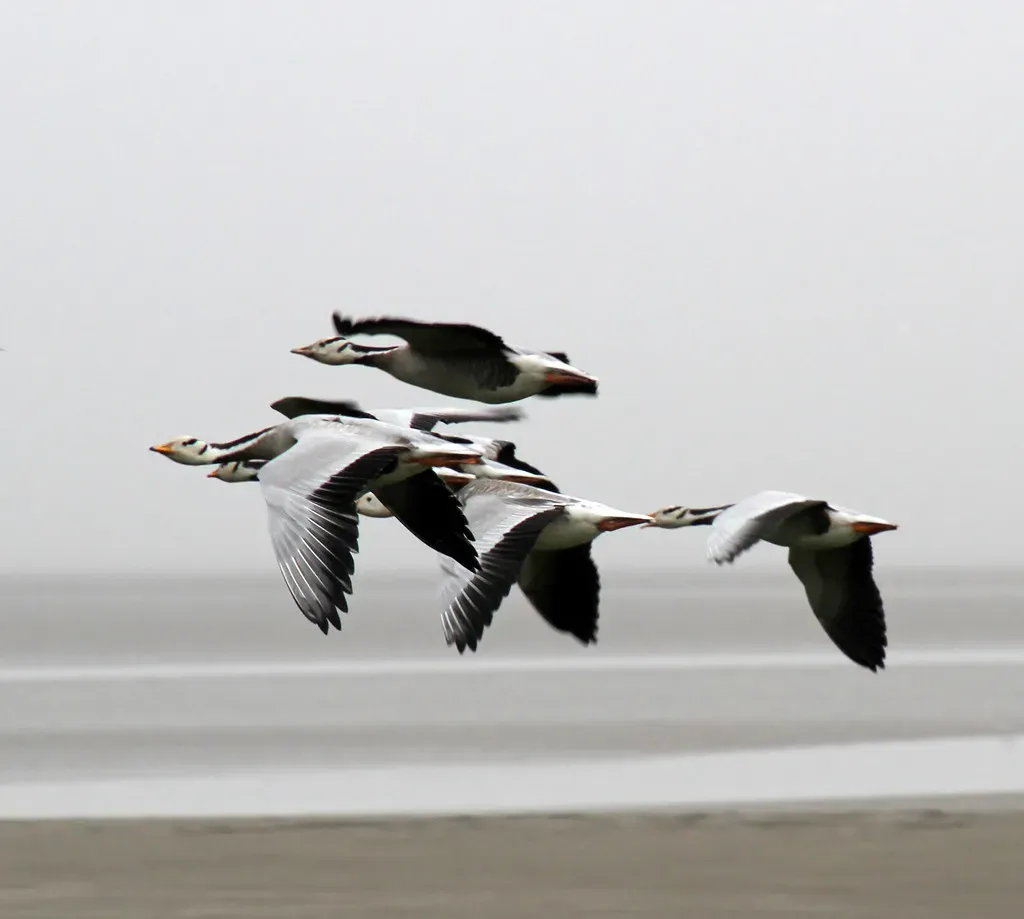 3. Bar-Headed Geese Flying Over Mount Everest, Literally (Image Credits: Flickr)