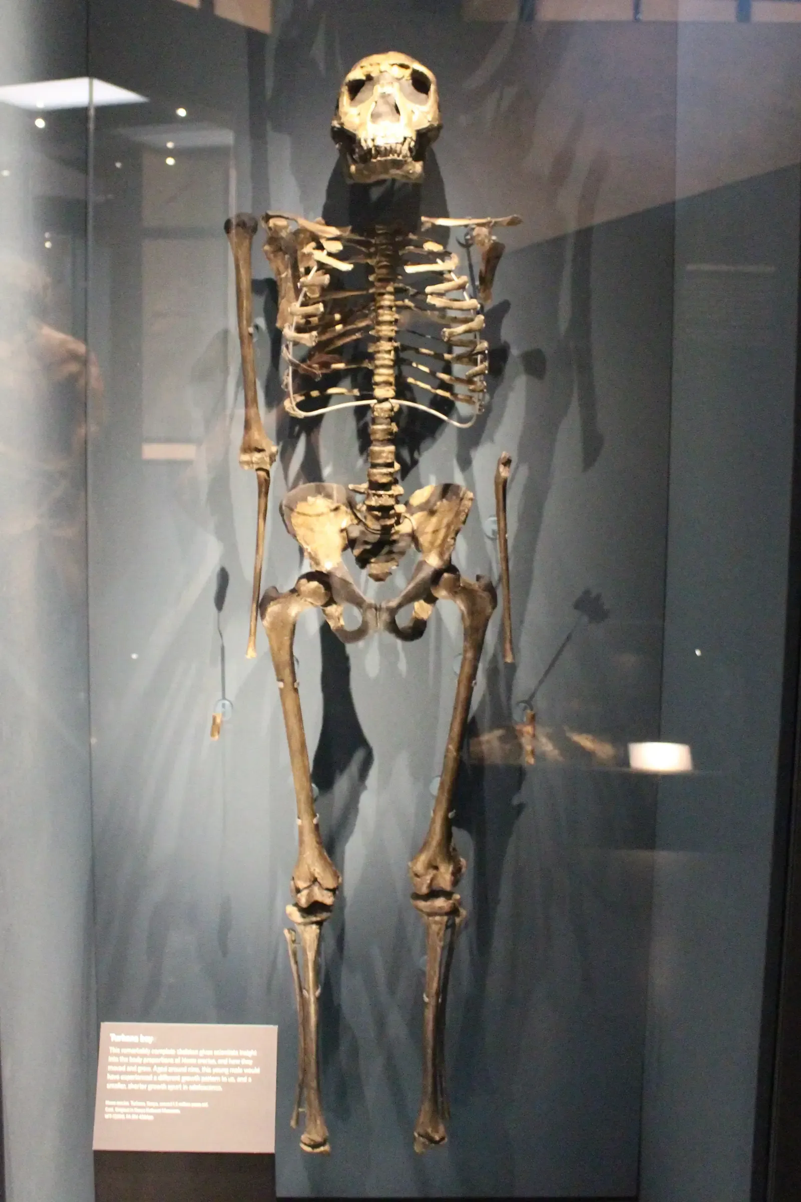 #9 - The Teenage Boy Who Proved Ancient Humans Could Run Marathons (kindly granted by the author, CC BY-SA 4.0)