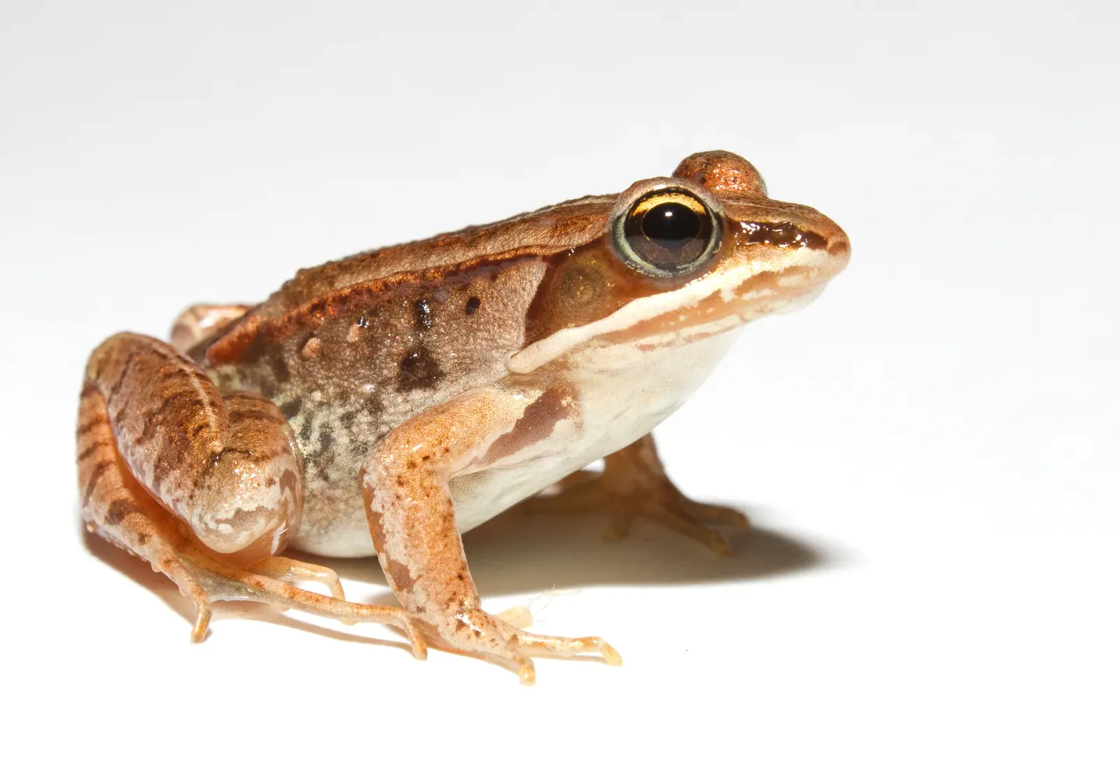 How Freezing Usually Kills Animals (And Why You Would Not Survive) (Lithobates sylvaticus (Woodfrog), CC BY 2.0)