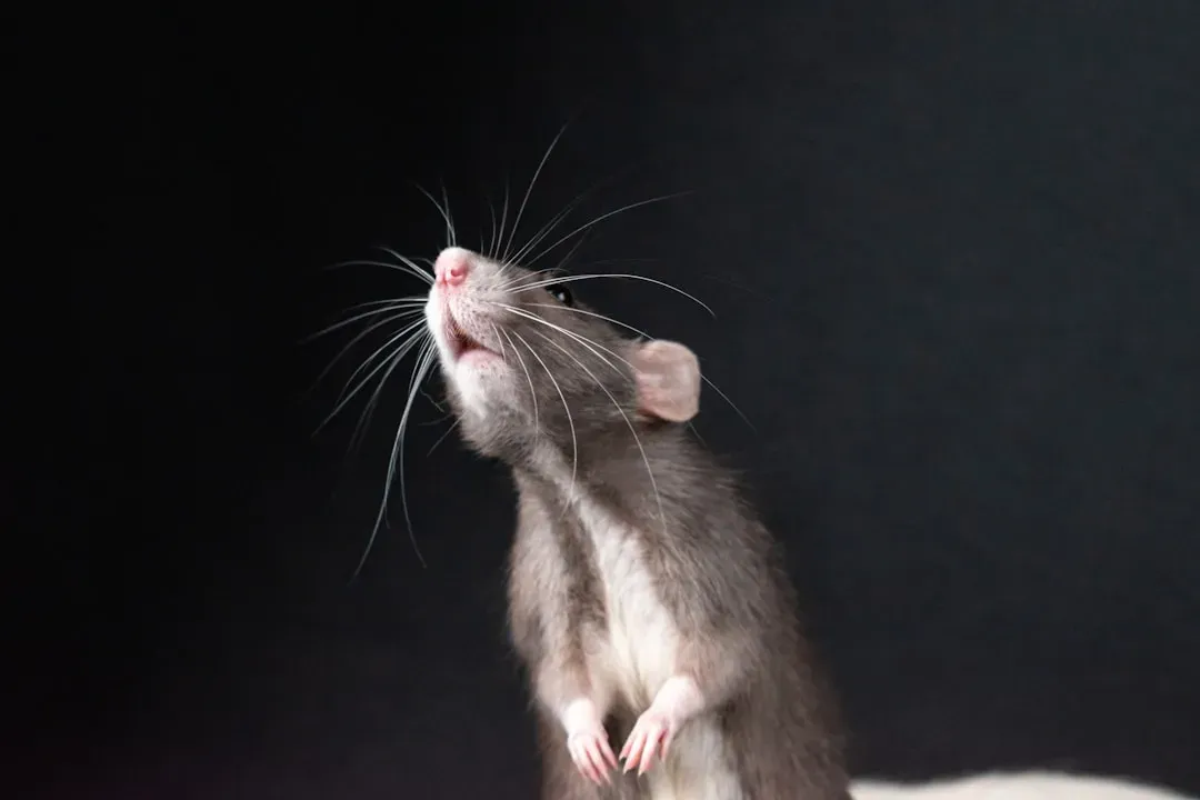 Why Vanilla Is a Rodent Magnet (Image Credits: Unsplash)