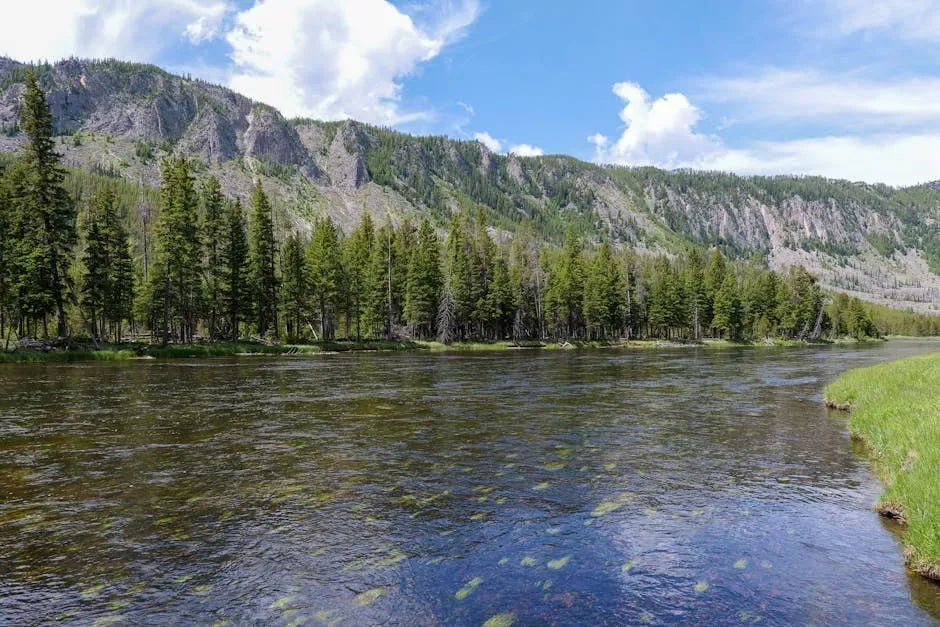 The Comeback Of Willows, Aspens, And Cottonwoods (Image Credits: Pexels)