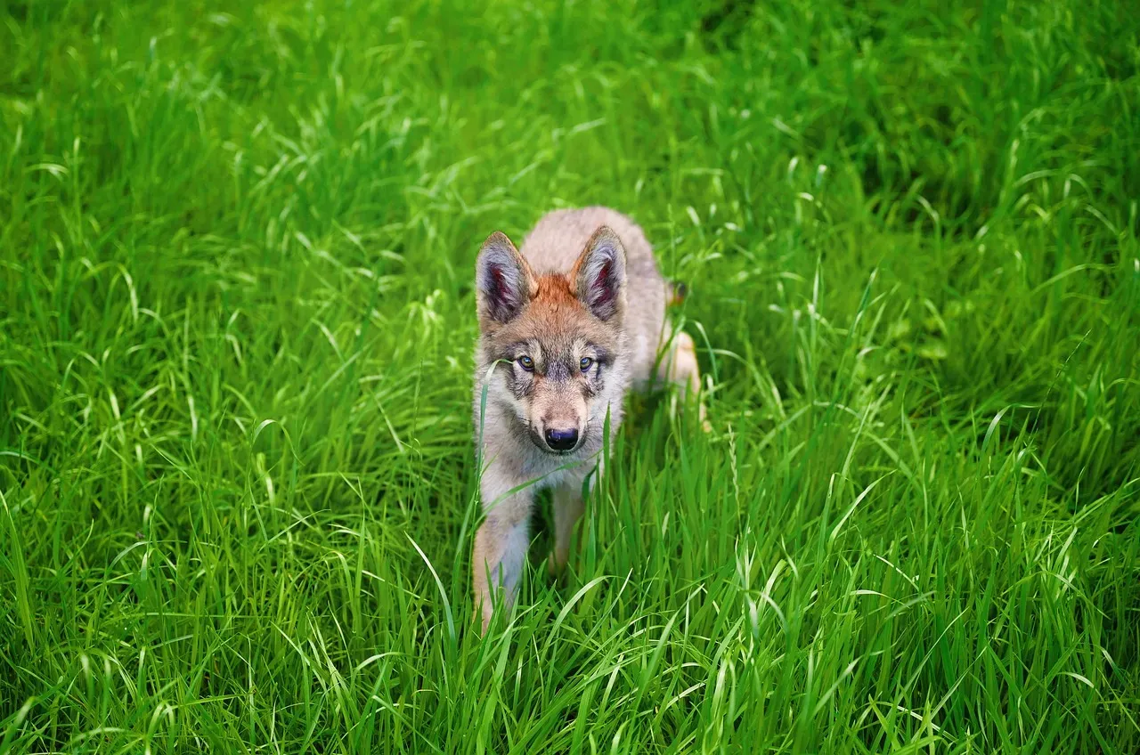 Pups As Tiny Observers: Learning By Watching, Not Just Doing (Image Credits: Pixabay)