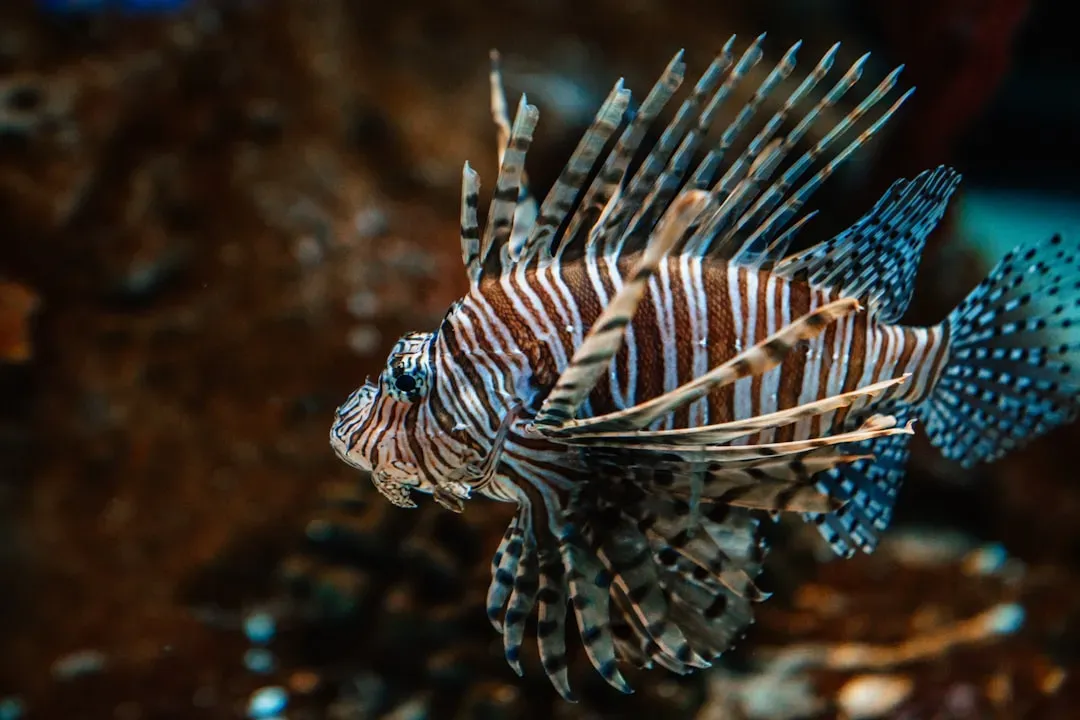 Leo – The Lionfish (Image Credits: Unsplash)