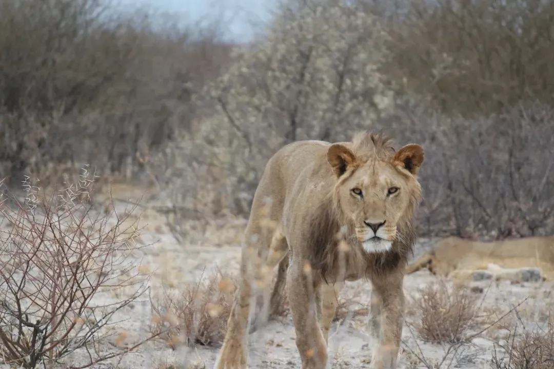 Aries: The Boldness of the Big Cat (Image Credits: Unsplash)