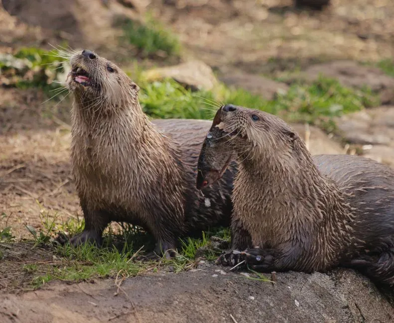 What Otters Teach Us About Second Chances (Image Credits: Pexels)