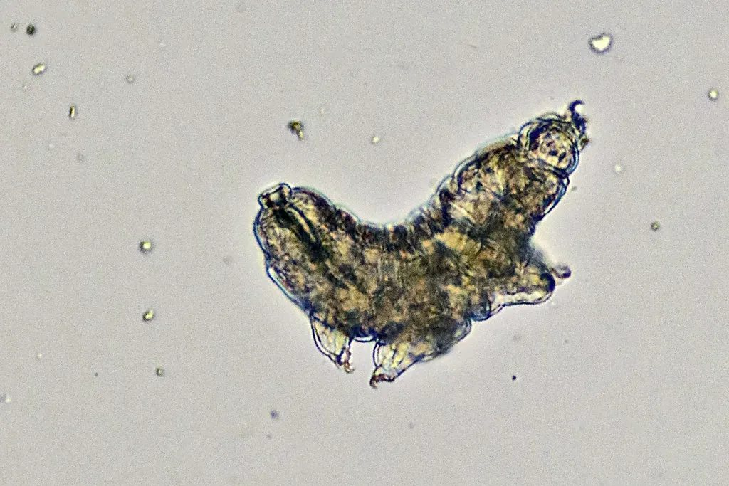 3. The Tardigrade: The Indestructible Microscopic Giant (Philippe Garcelon, Flickr, CC BY 2.0)