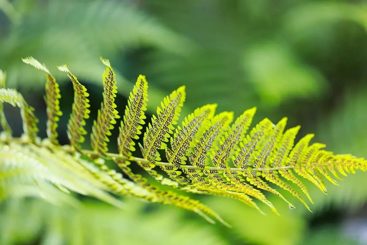 #2 - Wallace's Borneo Ferns, Scattered Across a Herbarium for Over a Century (Image Credits: Pixabay)
