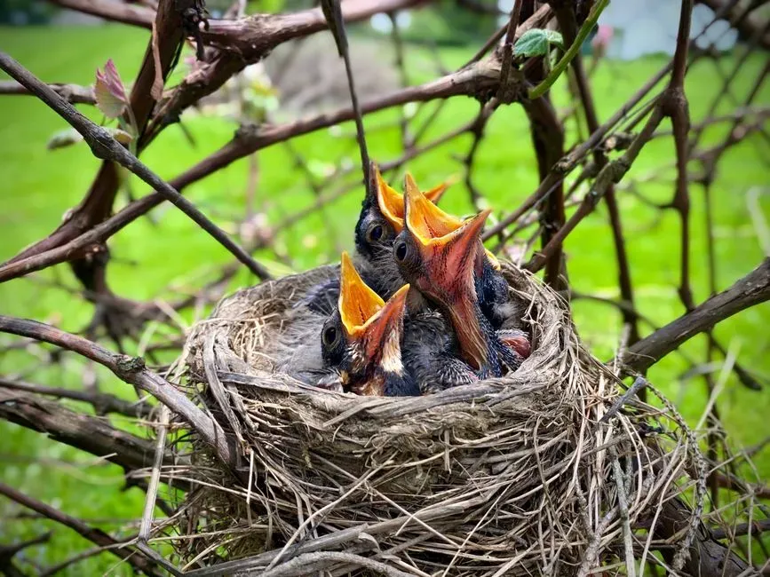 #5 - Your “Pest Problems” Magically Peak When Nesting Birds Are Feeding Young (Image Credits: Pexels)
