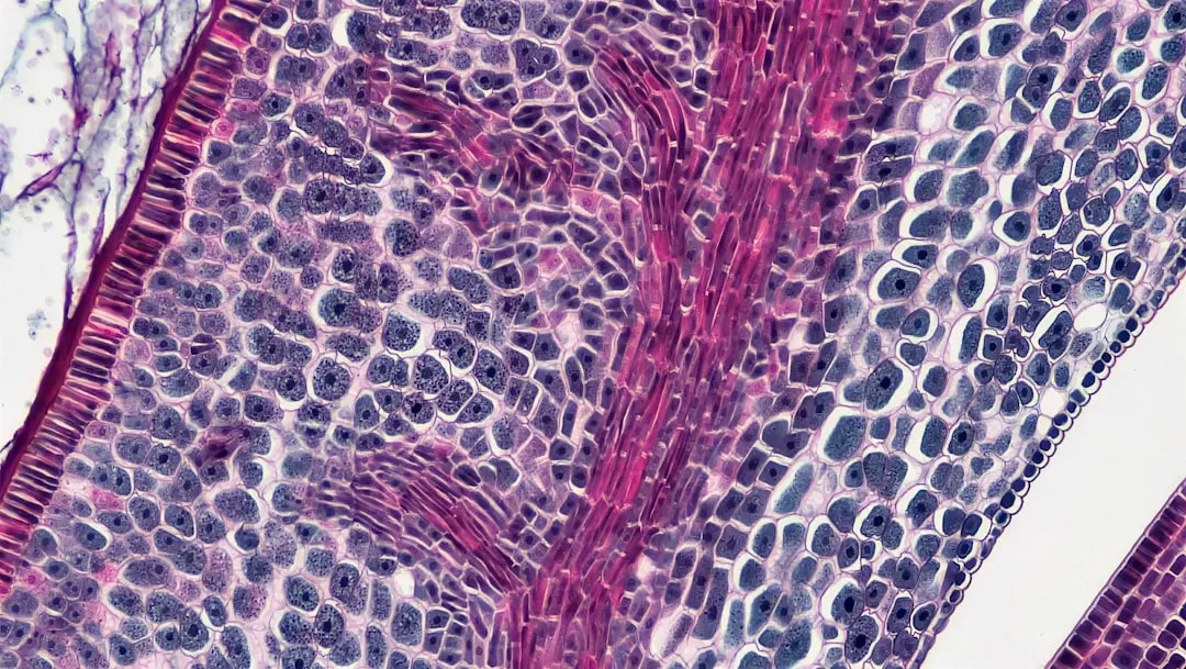 Your Gut Lining: Rebuilt Faster Than You Eat Your Next Meal (Image Credits: Unsplash)