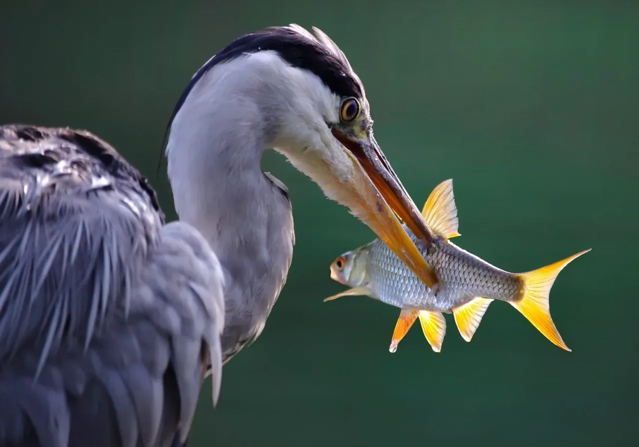 1. You’re Watching a Perfect Blend of Stealth and Patience (Image Credits: Pixabay)