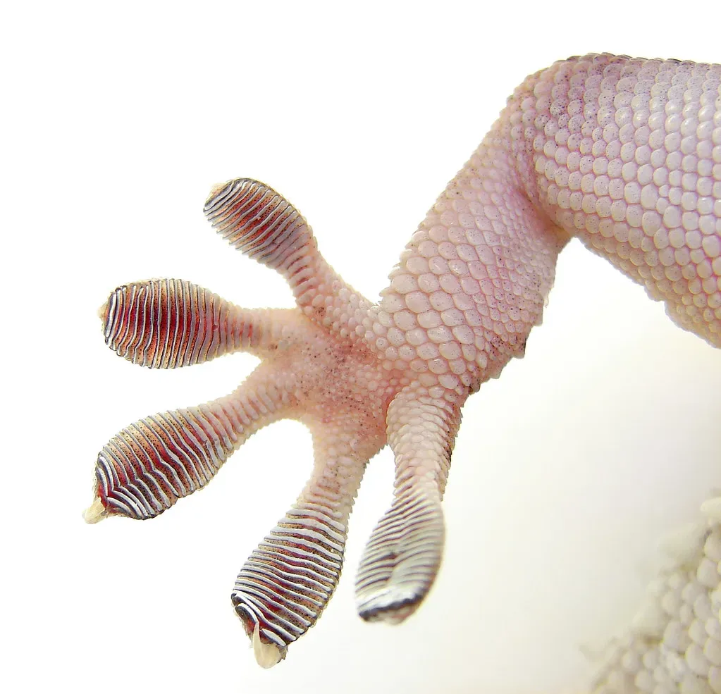 5. Gecko-Inspired Adhesives: Climbing Walls Without the Spider Bite (Furryscaly, Flickr, CC BY-SA 2.0)