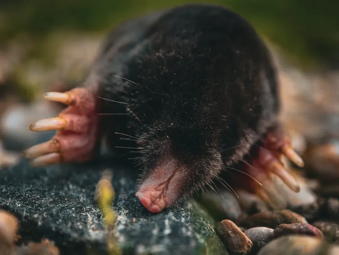 3. They “Swim” Through Soil Using A Breaststroke (Image Credits: Unsplash)