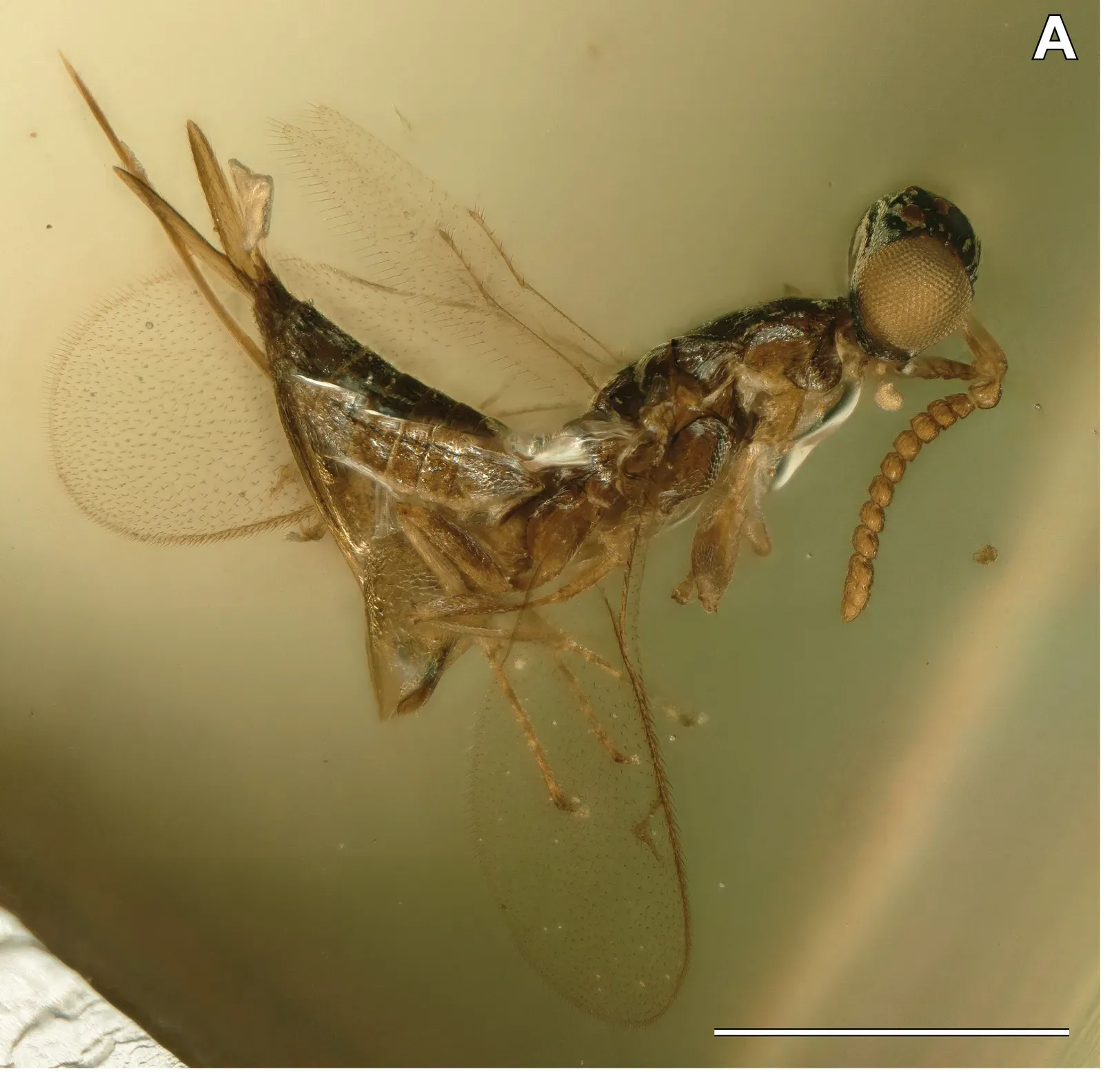 #8 - The Jewel Wasp Family That Pushed the Fossil Record Back 30 Million Years (A new lineage of Cretaceous jewel wasps (Chalcidoidea: Diversinitidae) https://peerj.com/articles/4633/, CC BY 4.0)