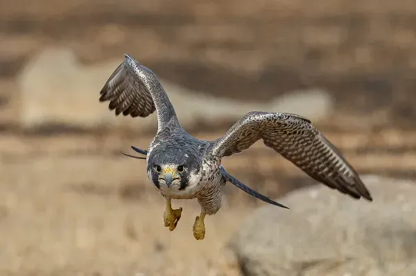 Evolutionary Arms Races: Why Each Species Needs Its Speed (A Peregrine Falcon in Flight and off for hunt, CC BY 2.0)