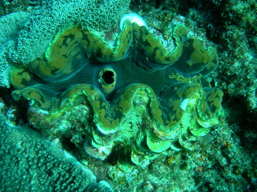4. Giant Clams Help Build and Protect Coral Reefs (Image Credits: Flickr)