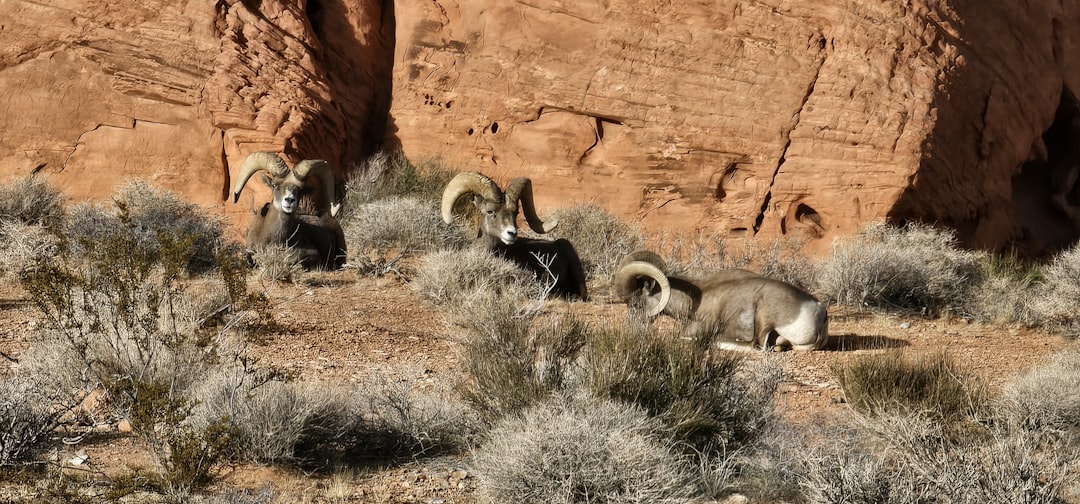 Conservation Success Creates New Opportunities (Image Credits: Unsplash)