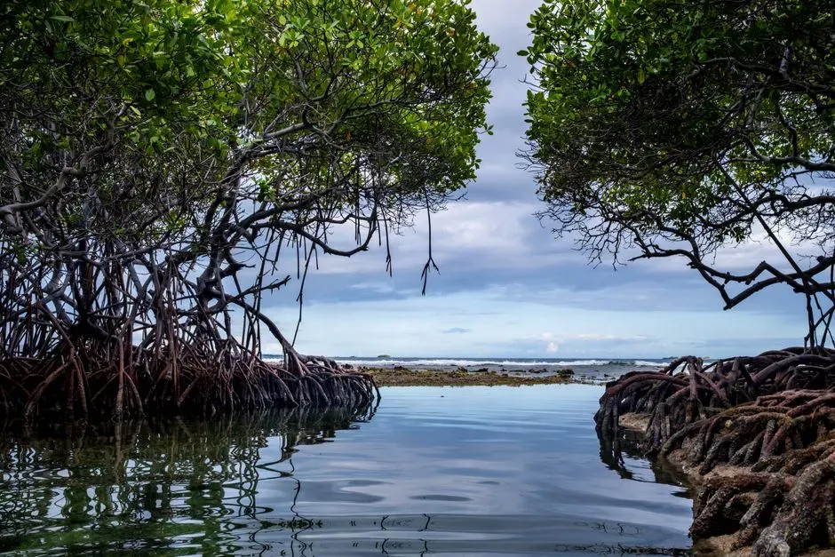 #7 - The Long "Quay" in a Caribbean Mangrove Lagoon (Image Credits: Pexels)