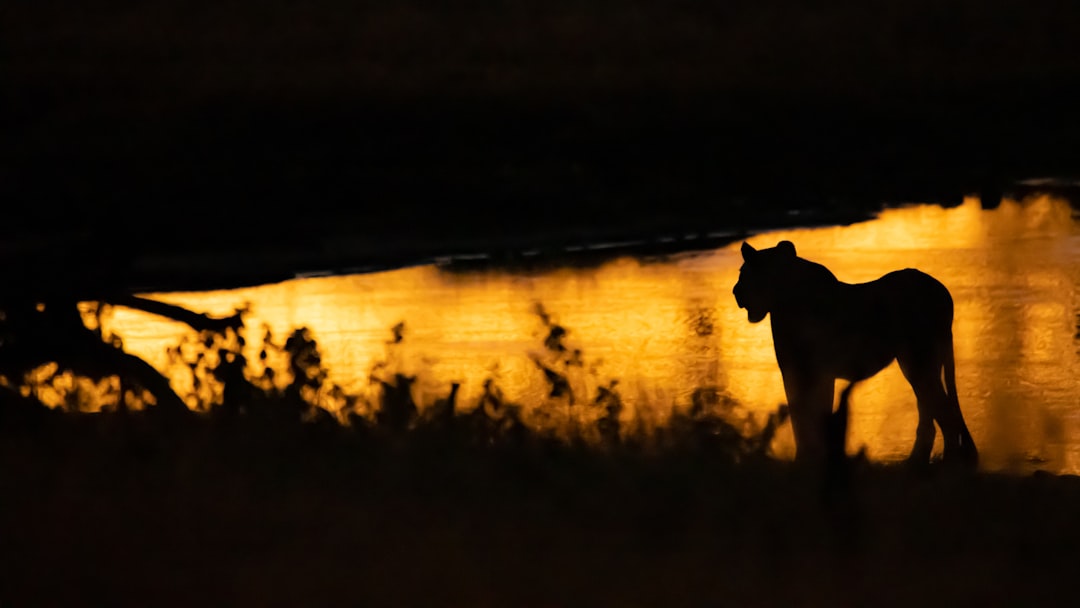 Light and Darkness Shape Hunting Strategies (Image Credits: Unsplash)