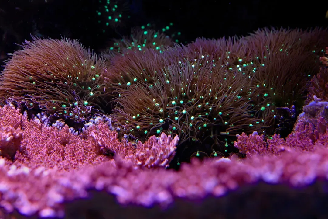 We Still Do Not Fully Understand How Much of the Deep Ocean Glows (Image Credits: Unsplash)