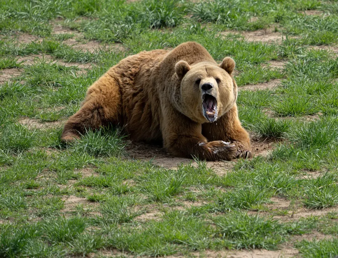 When a Grizzly Makes Contact: Defensive vs. Predatory Attacks (Image Credits: Unsplash)