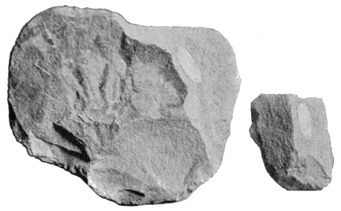 From Ancient Tools to Modern Science (Image Credits: Wikimedia)