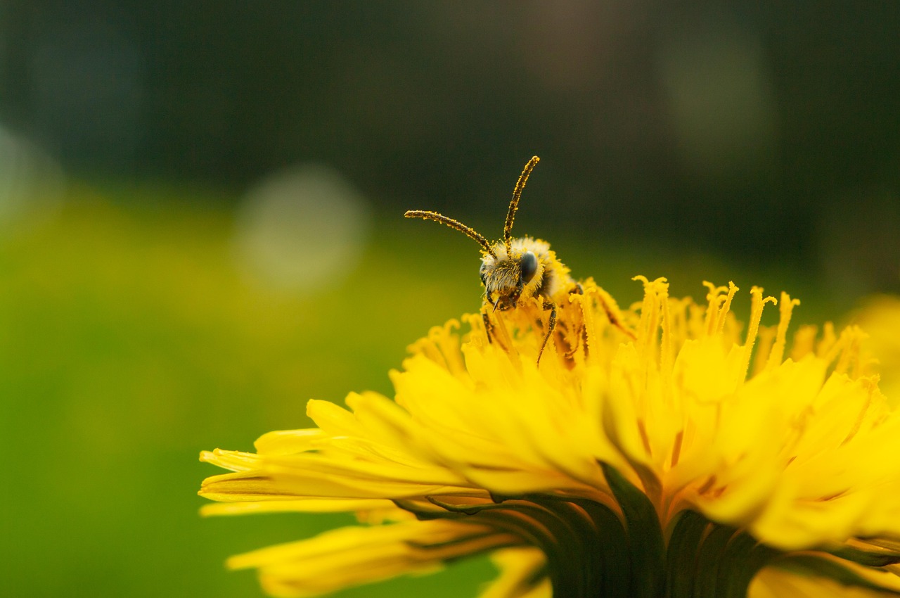 Neural Mechanisms Behind Insect Intelligence (Image Credits: Pixabay)