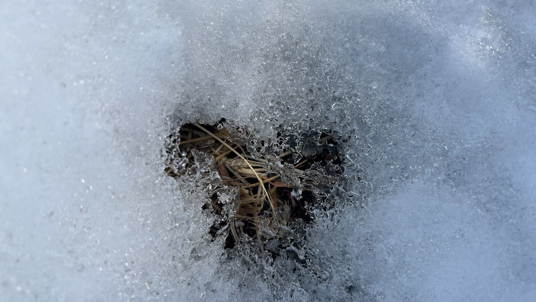 The Body's Natural Antifreeze Factory (Image Credits: Unsplash)