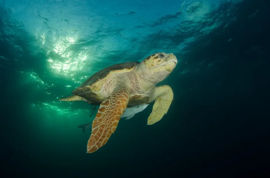 7. Loggerhead Sea Turtle: Ancient Navigator in Modern Waters (Image Credits: Pexels)