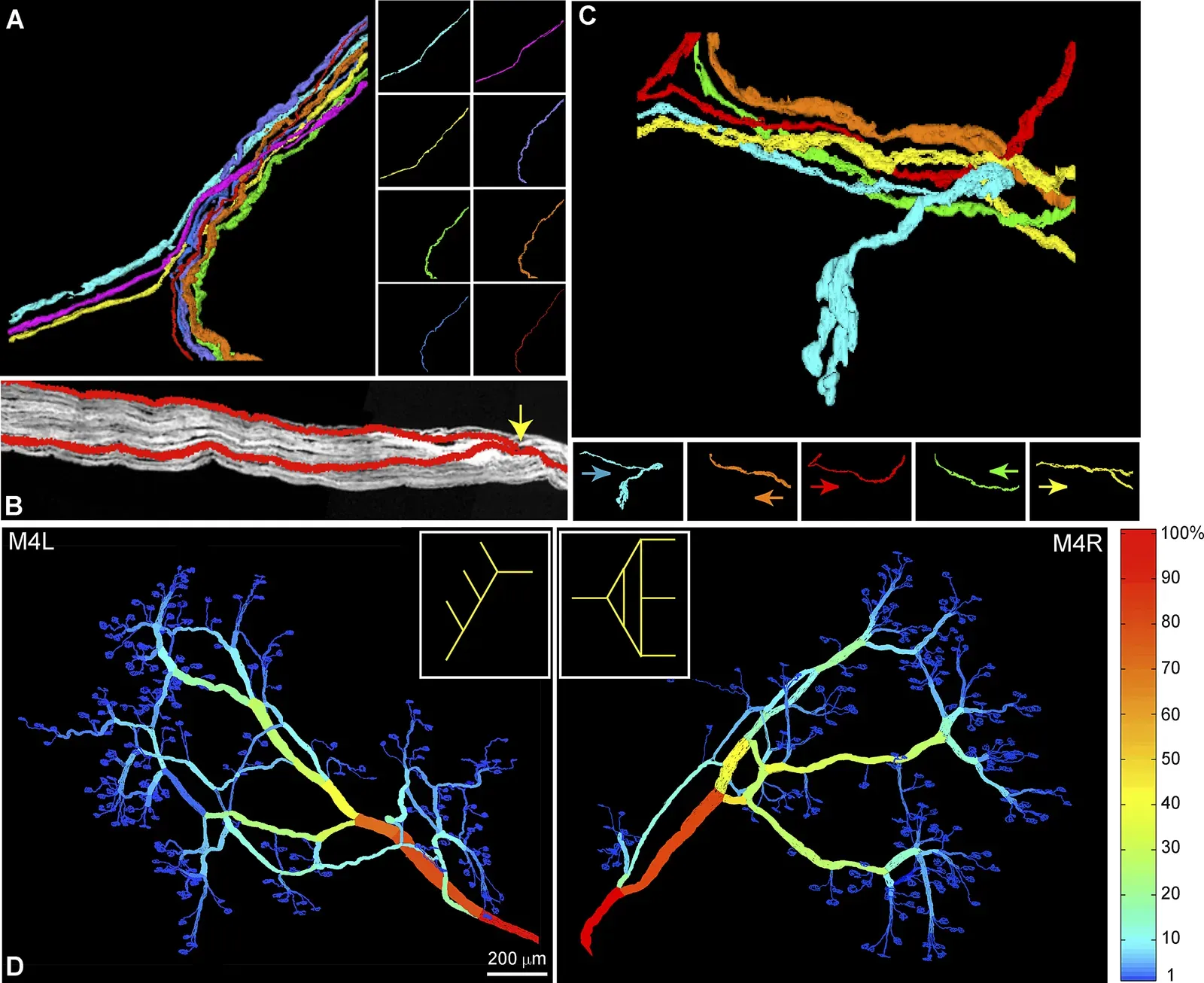 Mapping The Mind: New Explorers Of Inner Space (Image Credits: Wikimedia)