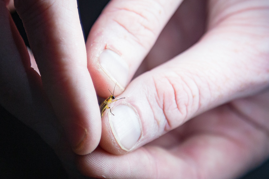 Colorado: Breakthrough Breeding Programs (Image Credits: Flickr)