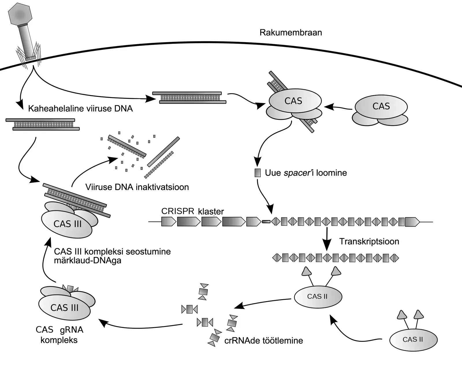 From Blunt Tools to Molecular Scalpels (Image Credits: Wikimedia)