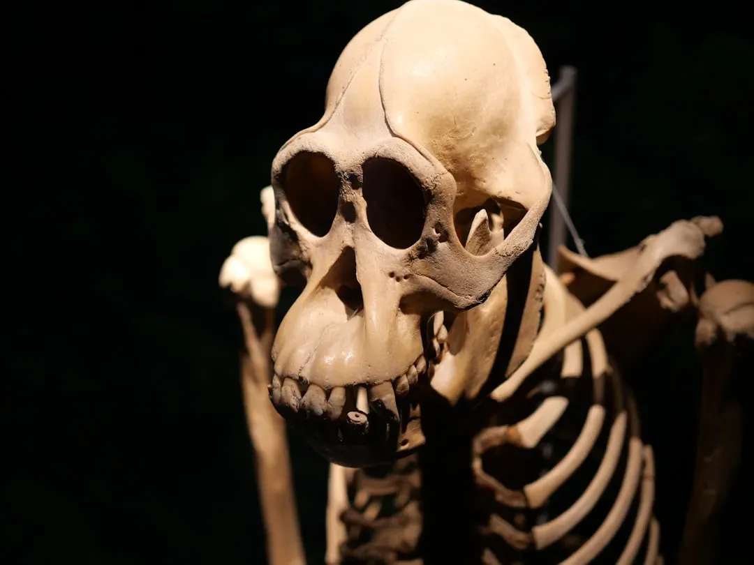 #17 - A Newly Identified Ape Fossil Is Relocating the Birthplace of Great Apes (Image Credits: Unsplash)