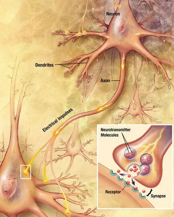 How Your Brain Refines Itself Through Synaptic Pruning (Image Credits: Wikimedia)