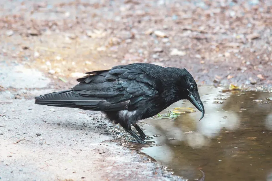 #7 - Cracking Aesop's Fable in Real Life (Image Credits: Pexels)
