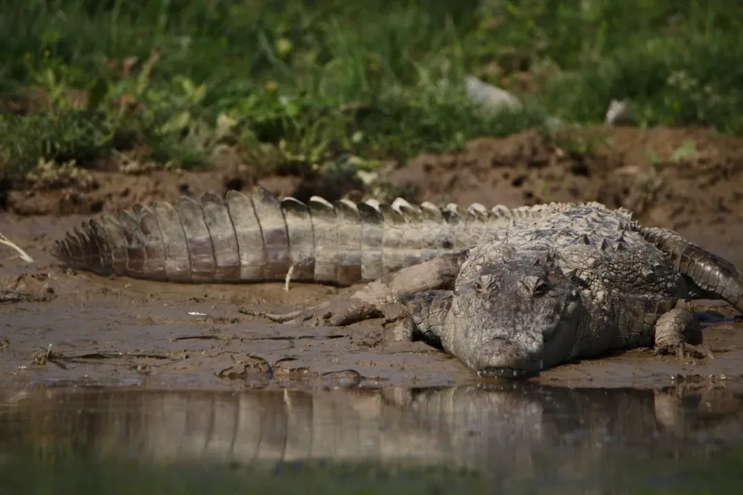 Cancer – The Protective Crocodile Mother (Image Credits: Unsplash)