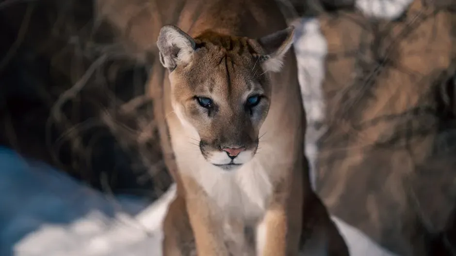 8. Your Choices Help Decide Whether Cougars Thrive Or Disappear (Image Credits: Pexels)