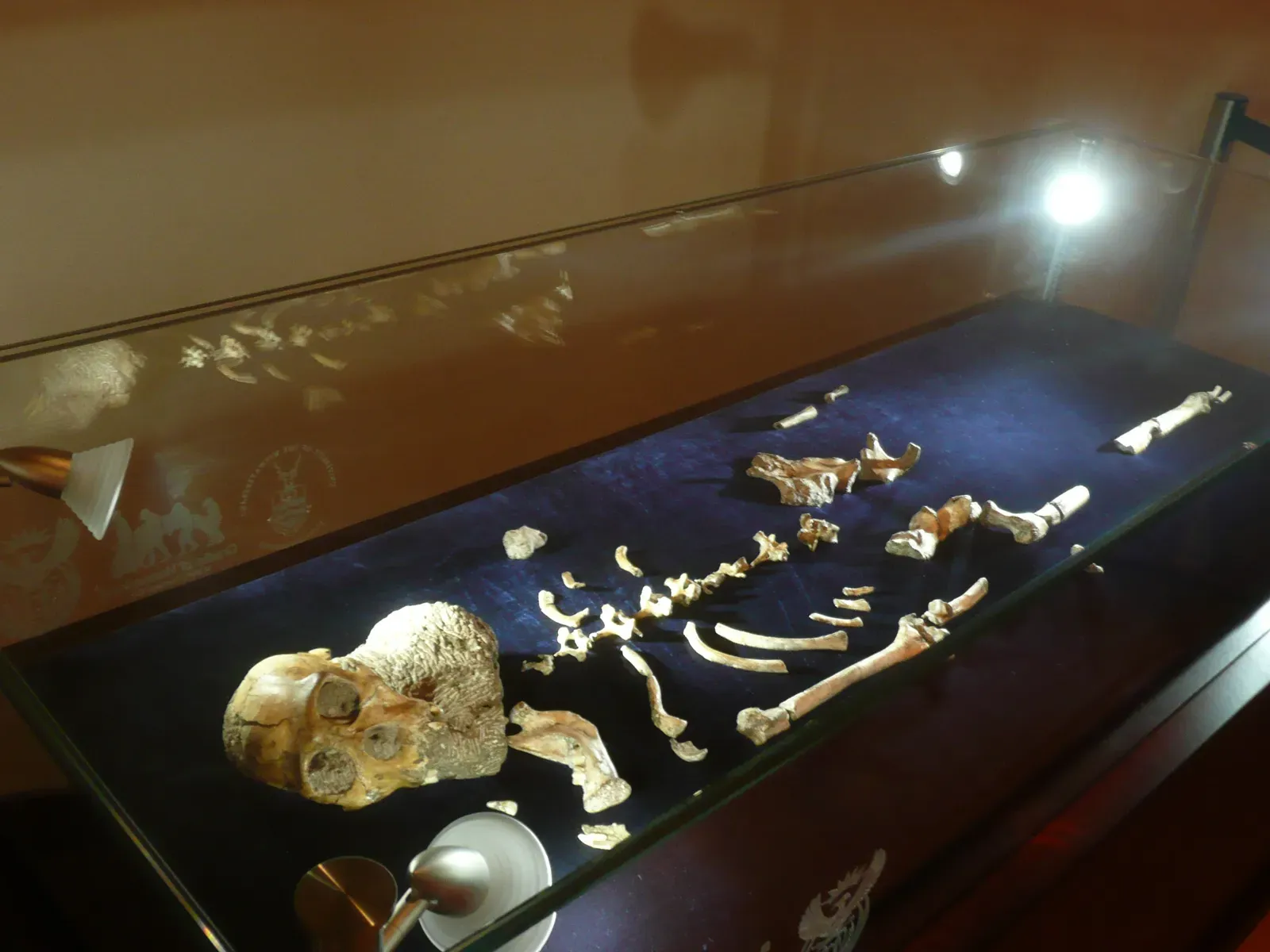 #9 - Australopithecus Sediba Blurred the Line to Homo (By Phiston, CC BY 3.0)
