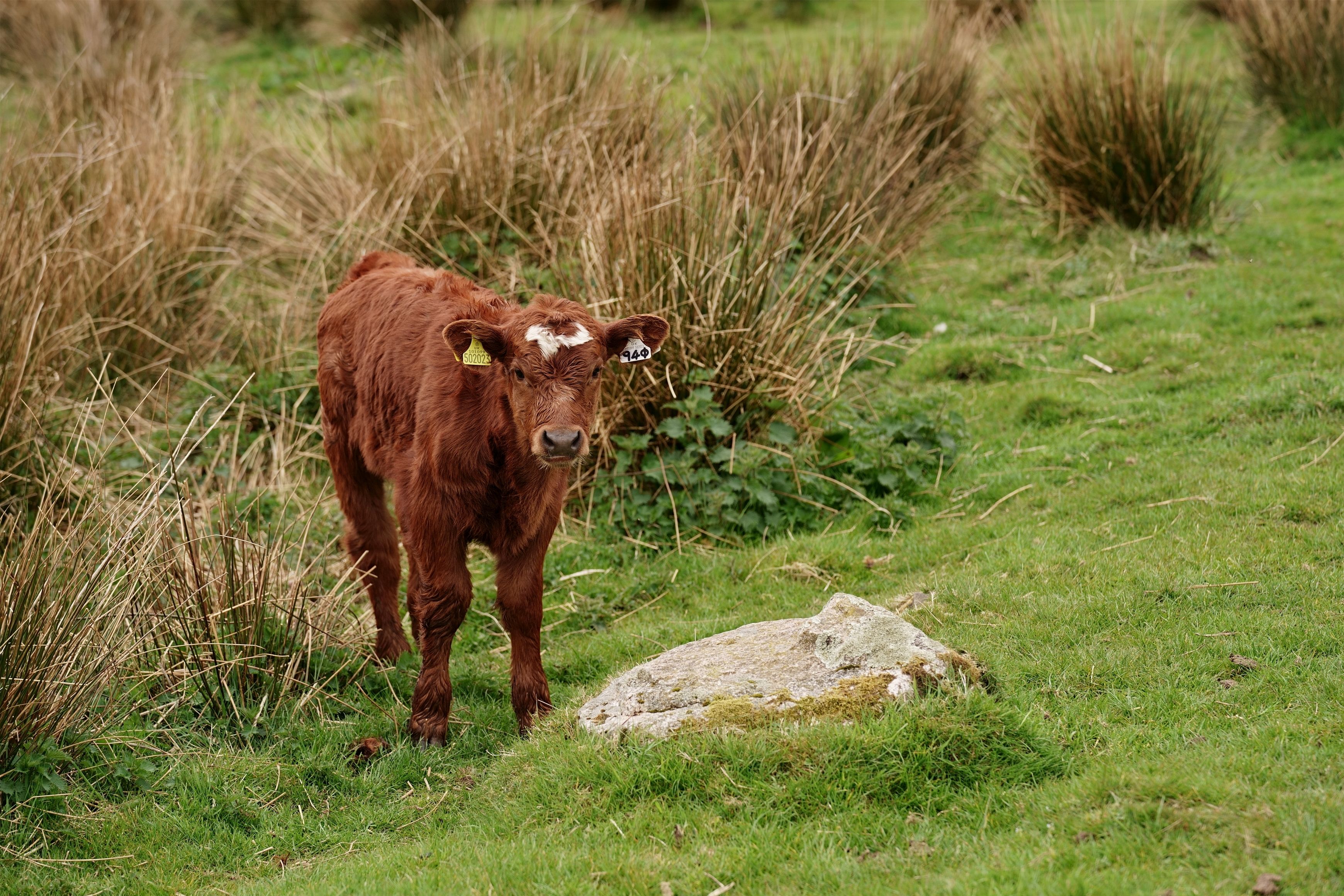 Why It Matters (Image Credits: Wikimedia)