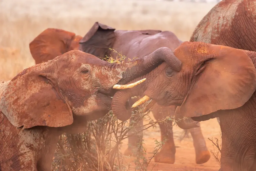 Elephants and the Language Beneath Your Feet (Image Credits: Unsplash)