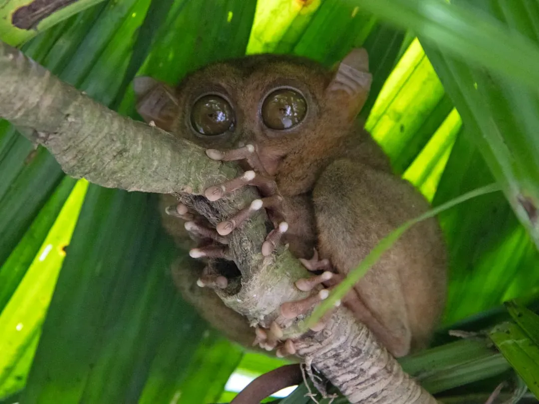 #11 - The Philippine Tarsier: One Mascot, Several Species (Image Credits: Unsplash)