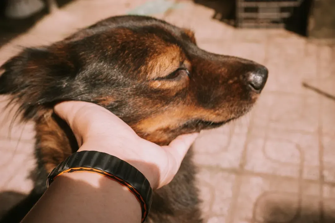 11. Relaxing Deeply When You Offer Gentle Touch (Image Credits: Unsplash)