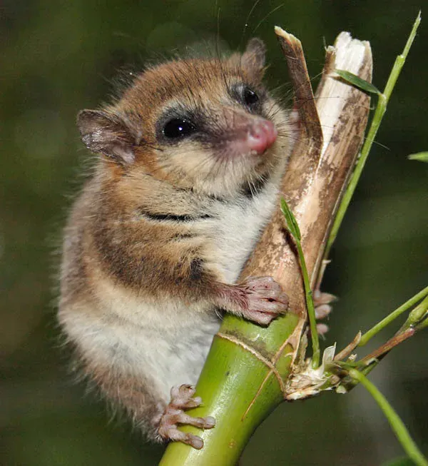 14. Monito del Monte – A Tiny Marsupial With a Big Story (Monito del Monte, CC BY 2.0)