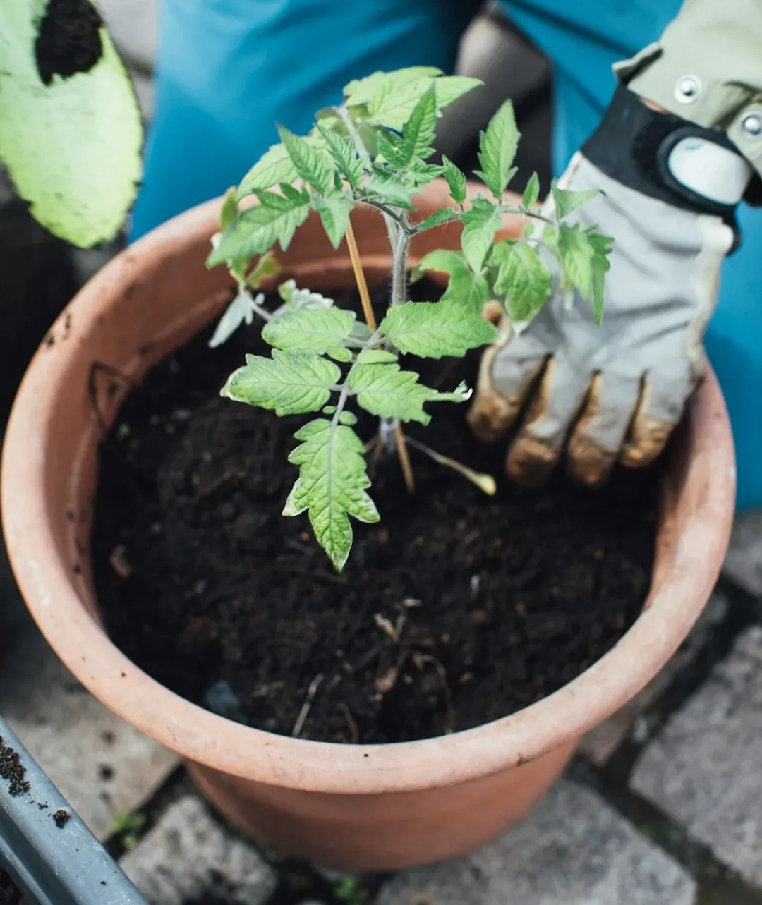 #4 - Plant Tomatoes Deep for a Stronger Stem (Image Credits: Unsplash)