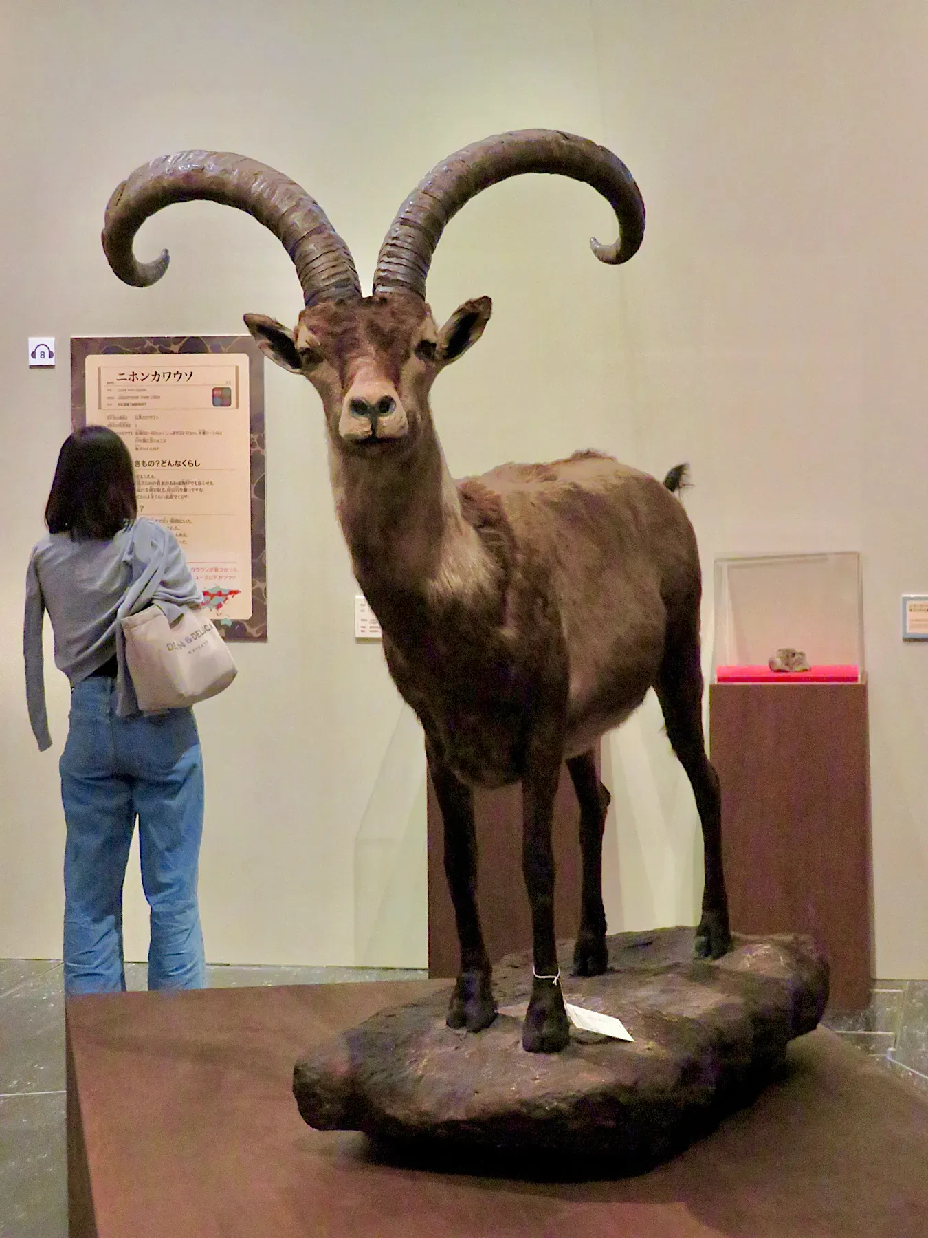 #4 - The Pyrenean Ibex Whose Resurrection Talk Ignored Its Patchy Past (By KKPCW, CC BY-SA 4.0)