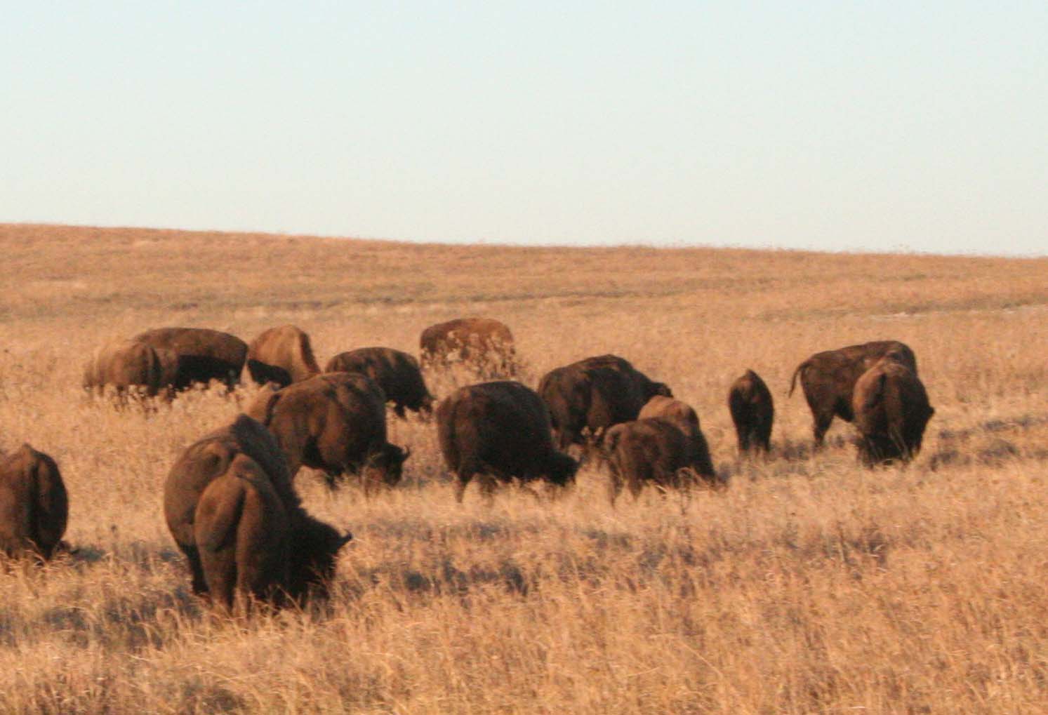 Tallgrass Prairie National Preserve, Kansas (Image Credits: Wikimedia)